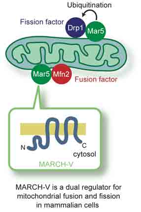 mitochondrial fusion and fission